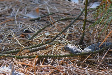 snake on the ground in the pine forest with dry grass and needles
