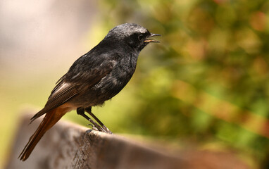 Obraz premium colirojo tizon en primavera