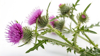 Herbal medicine plant Silybum marianum or Milk thistle on white or transparent background