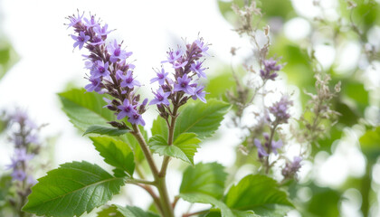 Herbal medicine plant Stachytarpheta cayennensis or Blue snakeweed isolated on white or transparent background