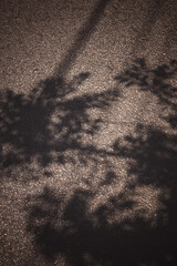  Soft shadow of tree branches and leaves cast on textured asphalt ground under strong sunlight. Abstract natural light and texture pattern