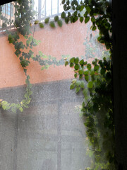 Climbing Ivy on a Window Wall