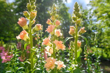 Beautiful peach colored double snapdragons. Snaps close up. Blush snapdragon flowers close up background.