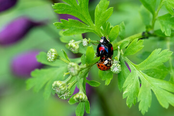 Ladybugs mating. Close up of asian lady beetles mating. Harmonia axyridis.