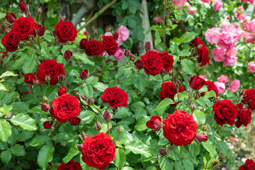 Beautiful red velvet rose flowers blooming in a garden in Nagano.
