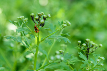 Ladybugs mating. Close up of asian lady beetles mating. Harmonia axyridis.