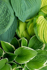 Fototapeta premium Lush hosta leaves, hosta foliage. Green ornamental garden plants background.