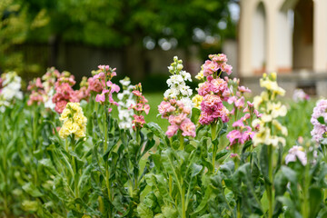 Matthiola incana, or commonly called Stock. Beautiful multicolored double stock flowers, known to be highly scented. Matthiola flowers background.