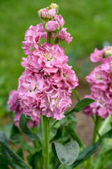 Matthiola incana, or commonly called Stock. Beautiful pastel pink double stock flowers, known to be highly scented. Matthiola flowers background.