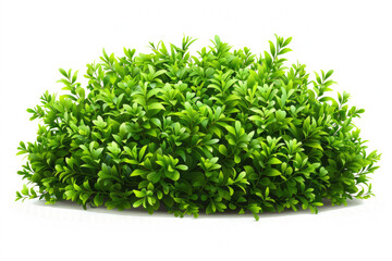 Fototapeta premium A lush full bush with a vibrant green hue, showcasing its intricate branching patterns on a white backdrop.