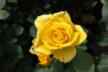 Beautiful yellow rose flower blooming in a garden in Nagano.