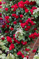 Scene of beautiful red roses blooming in the rose garden.