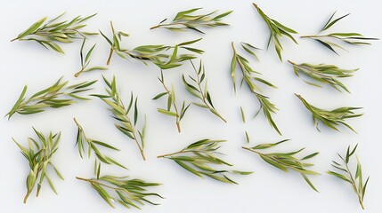 Fototapeta premium Arrangement of delicate green leaves on a white surface.