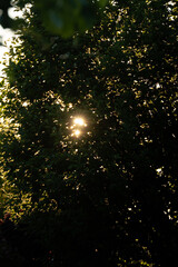 Fototapeta premium Glowing sunlight peeking through dense green foliage at sunset in a peaceful forest setting