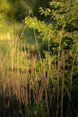 Golden grasses and lush greenery at sunset near a tranquil pond in a natural setting