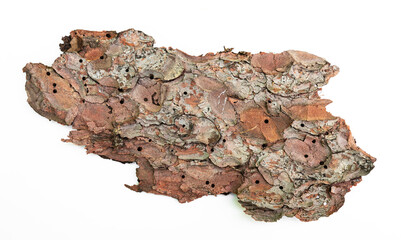 Borke eines Baumes freigestellt