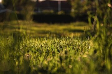 Close-up view of lush green grass illuminated by warm sunlight in a tranquil outdoor setting during late afternoon