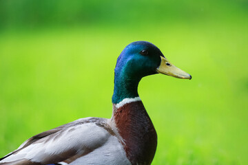 Obraz premium Duck ( Anas ) Portrait