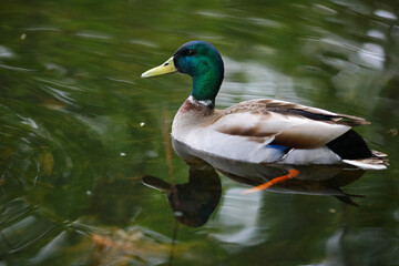Fototapeta premium Duck ( Anas ) Portrait
