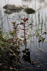 Water plants growing along the edge of a calm pond during early morning light
