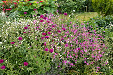 Multicolored Scabiosa flowers blooming in a summer garden.
