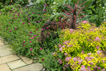 Multicolored Scabiosa flowers blooming in a summer garden.