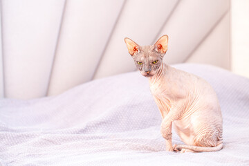 Egyptian sphinx sitting on bed in room. Close up of hairless cat.