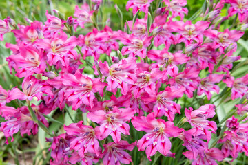 Spring gladiolus flowers blooming with beautiful pink flowers in the garden.