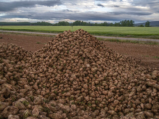 Harvesting beet with a digger in a rural area of ​​the province of Zamora, Spain