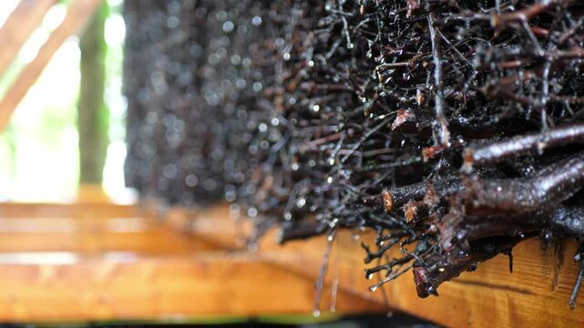 Detailed close-up shot of brine-soaked blackthorn branches at a saline graduation tower. Water droplets slowly dripping from the wooden twigs, creating a calm, natural spa atmosphere. Filmed in FHD