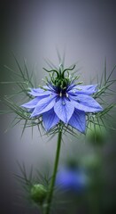 Floral Macro Photo of a Blue Nigella Flower with a Soft Background