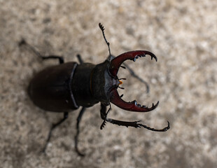A close up of a Stag beetle (Lucanus cervus) in a garden in Suffolk, UK