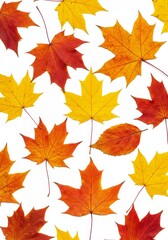 Fototapeta premium Autumn Leaves Background Vibrant Seasonal Maple Leaf Fall Foliage