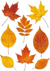 Autumn Leaves Illustration Colorful Maple Fall Season Nature