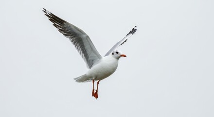 Obraz premium Bird Photo Seagull in Flight with White Wings Against Gray Sky