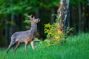 Roe deer (Capreolus capreolus) standing alert in lush green forest, soft sunlight, antlers, detailed fur, natural habitat, peaceful wildlife scene, vertical composition, blurred background.