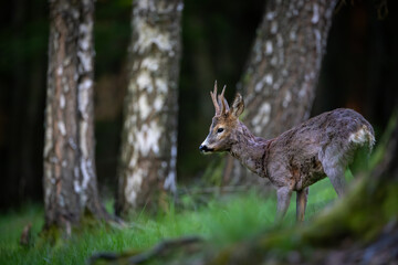 Roe deer (Capreolus capreolus) standing alert in lush green forest, soft sunlight, antlers, detailed fur, natural habitat, peaceful wildlife scene, vertical composition, blurred background.