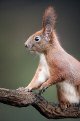 Red squirrel (Sciurus vulgaris) sitting on branch, eating, bushy tail, alert eyes, detailed fur, natural habitat, close-up, wild nature, soft light, blurred background, peaceful woodland scene.