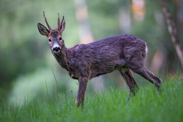 Roe deer (Capreolus capreolus) standing alert in lush green forest, soft sunlight, antlers, detailed fur, natural habitat, peaceful wildlife scene, vertical composition, blurred background.