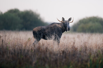 Moose (Alces alces) standing alert in tall dry grass, antlers visible, natural habitat, soft light, wild nature, peaceful wildlife scene, blurred background, detailed fur, autumn meadow.