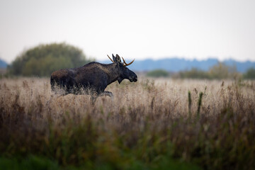 Moose (Alces alces) standing alert in tall dry grass, antlers visible, natural habitat, soft light, wild nature, peaceful wildlife scene, blurred background, detailed fur, autumn meadow.