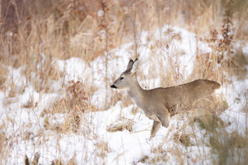 Roe deer (Capreolus capreolus) standing alert in snowy winter forest, soft brown fur, large ears, natural habitat, peaceful wildlife scene, detailed close-up, blurred background, serene moment.