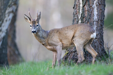 Roe deer (Capreolus capreolus) standing alert in lush green forest, soft sunlight, antlers, detailed fur, natural habitat, peaceful wildlife scene, vertical composition, blurred background.