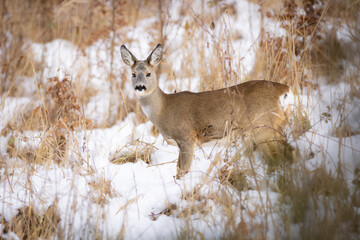 Roe deer (Capreolus capreolus) standing alert in snowy winter forest, soft brown fur, large ears, natural habitat, peaceful wildlife scene, detailed close-up, blurred background, serene moment.