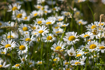 Fototapeta premium Ox-eye Daisy (Leucanthemum vulgare) in a garden - secret garden