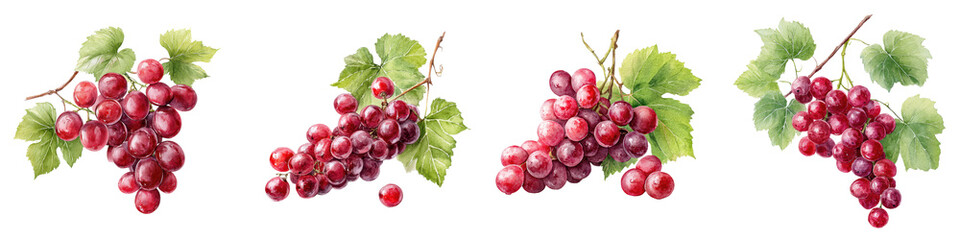 Obraz premium Vibrant, realistic red grapes with green leaves on branches, showcasing organic details in a botanical illustration style, perfect for decorative or culinary designs
