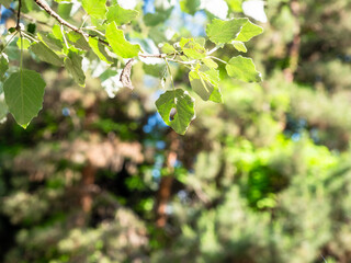 green leaves and blurred trees in background
