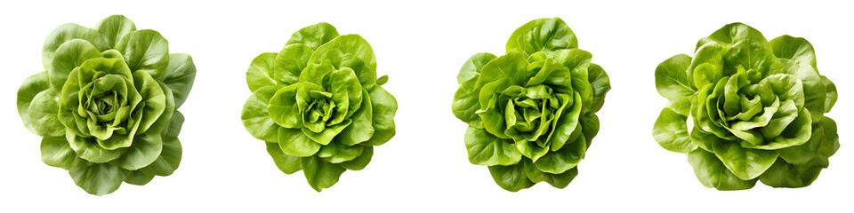 Lush, vibrant greenery with fresh, crisp lettuce heads displayed in a clean, natural style, perfect for culinary showcases, food artistry, and farm-to-table presentations