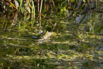 Wasserfrosch (Pelophylax) mit sichtbaren Schallblasen