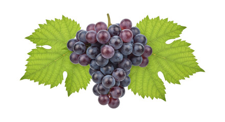 Purple grapes bunch vine leaf